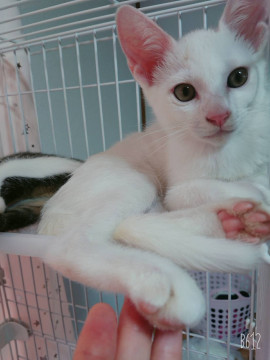 ハンサムボーイ、ショコラ