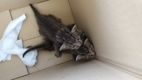 棄て猫一匹まだ決まらず、♂蚤取り済み