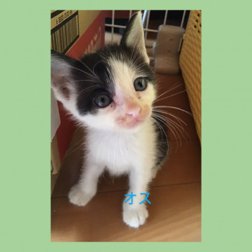 捨て猫保護しました★４兄妹