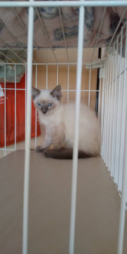 シャム系ふわふわのかわいい猫