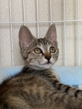 人懐こさ抜群の可愛いりんちゃん