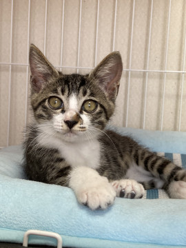 真っ白お手手が可愛いヤマトくん