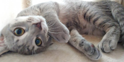 かわいい子猫！サバトラ男の子