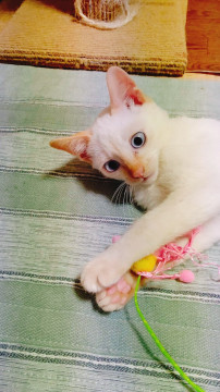 イケメンミルクボーイ❤️