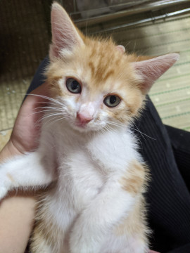 茶白ボーイズボブテイルくん