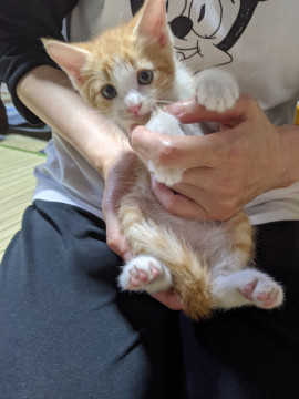 茶白ボーイズロングテイルくん