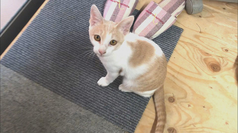 とっても人懐っこくて、性格が穏やかな子猫