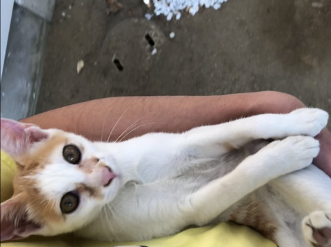 とっても人懐っこくてナデナデ大好きな子猫