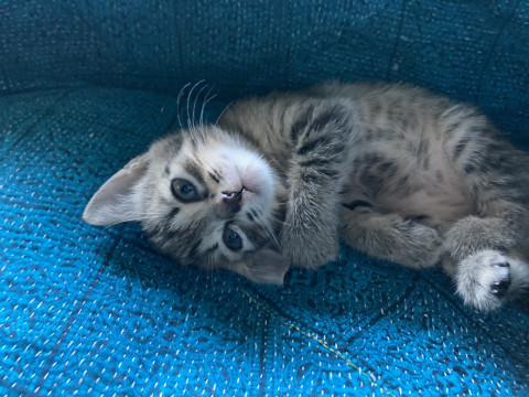 おっとりキジトラちゃん