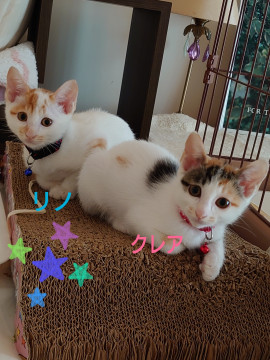 仲良し兄弟一緒ならお留守番も寂しくないよ