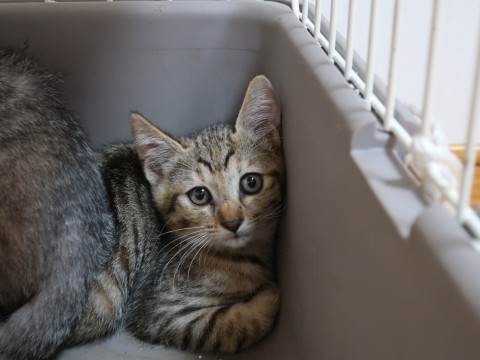 キジトラ女の子