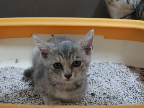 サバトラ系の女の子