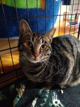 穏やかな　キジ猫ちゃん