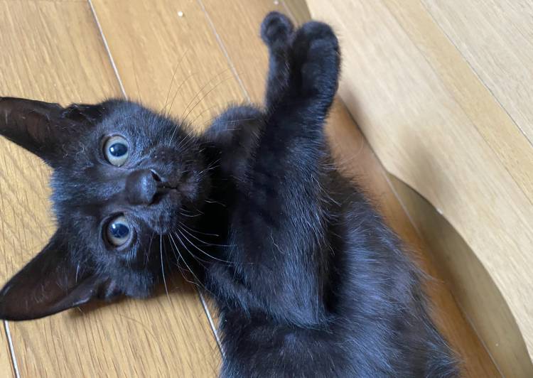 京都府 8月末不妊手術予約済み つむ 猫の里親募集 ネコジルシ