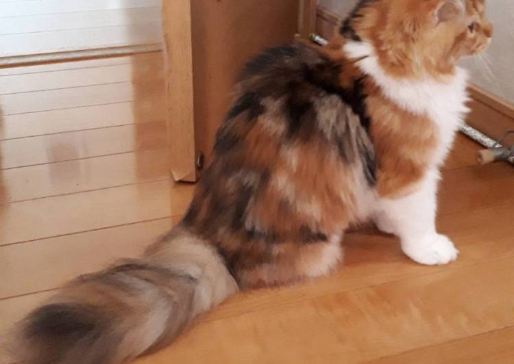 福島県 シャイで可愛いメインクーンキャリコ 猫の里親募集 ネコジルシ 福島県 シャイで可愛いメインクーンキャリコ 猫の里親募集 ネコジルシ