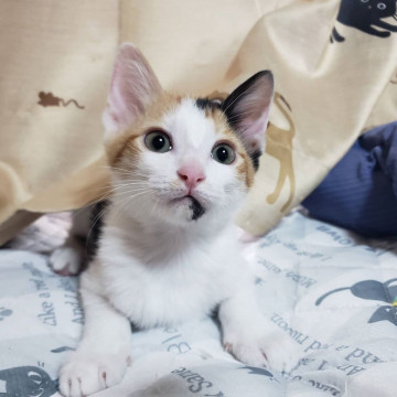 美三毛猫