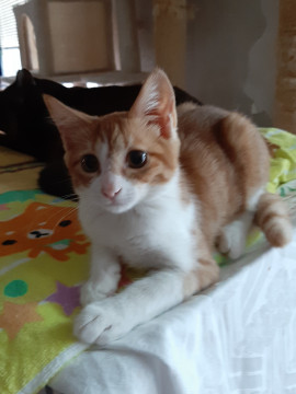 明るい茶白の女の子　三ヶ月