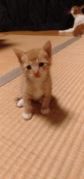 可愛い5兄妹