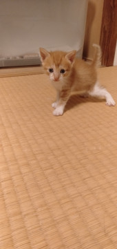 可愛い5兄妹