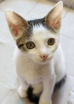 おでこが広い！？キジ白の男の子♪