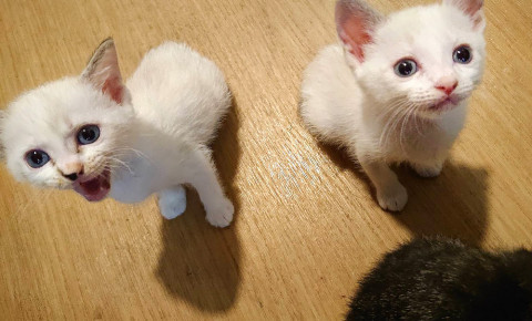 かわいいシャム猫姉妹♪