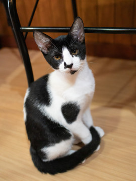 くろしろねこ 京都市 下京区 2匹の黒白猫ちゃん | 京都市のキャットシッターNear