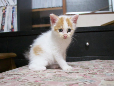 マイペースな女の仔