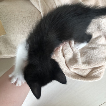 生後2ヶ月の子猫ちゃん