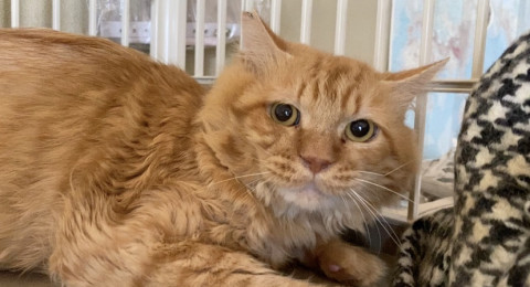 多頭飼育崩壊からレスキュー‼︎