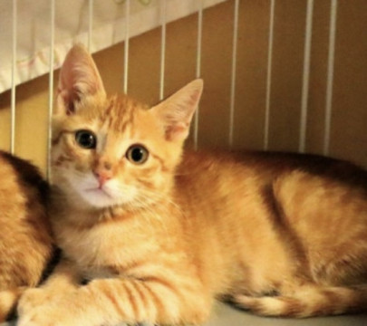 （停止中）控えめで優しい　かずきくん