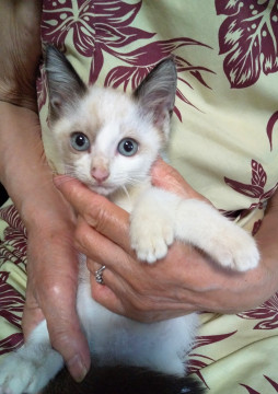 シャム風甘えん坊