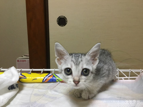 まんまるお目目のちびサバトラちゃん