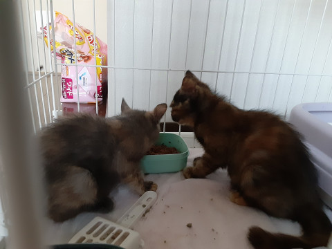 サビちゃんっぽい猫ちゃんヽ(^0^)ノ