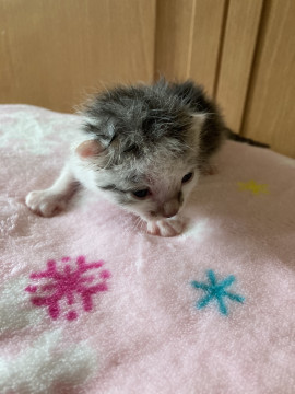 元気な鳴き声の子猫ちゃん