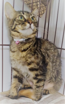 気高く気品漂う女王仔猫