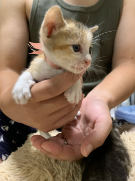 おてんばミケ猫ちゃん♪