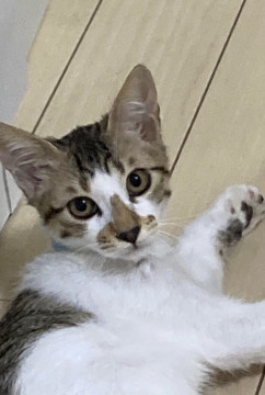 お兄お姉にゃん大好きなビビり君4ヶ月