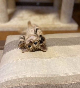 （停止中）のんびり　ジュリーちゃん