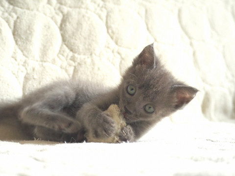 プリティブルーの陽気なベガくん