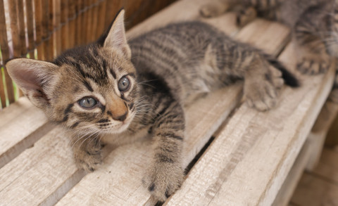 キジトラ子猫　