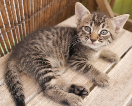 キジトラ子猫　