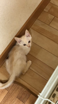 可愛らしい 白茶の美猫ちゃん