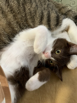 ハチワレちゃんです。