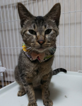 ゴロすりキジトラさん