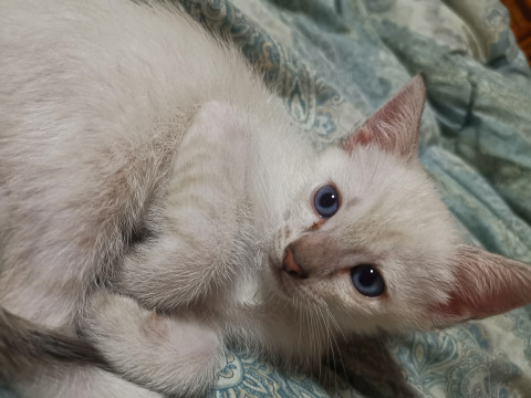 子猫里親募集