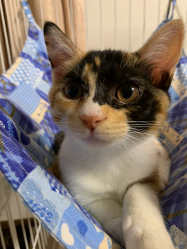 ミケ・おてんばでチャーミングな仔猫