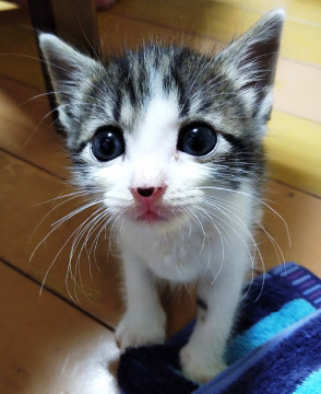 お鼻にハートがある超カワイイ子猫！　