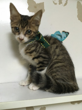 女の子と間違えたキジ白柄男の子