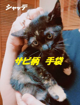 おしとやかなカワユイ姉妹