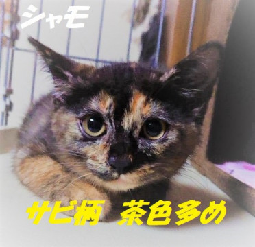 おしとやかなカワユイ3姉妹